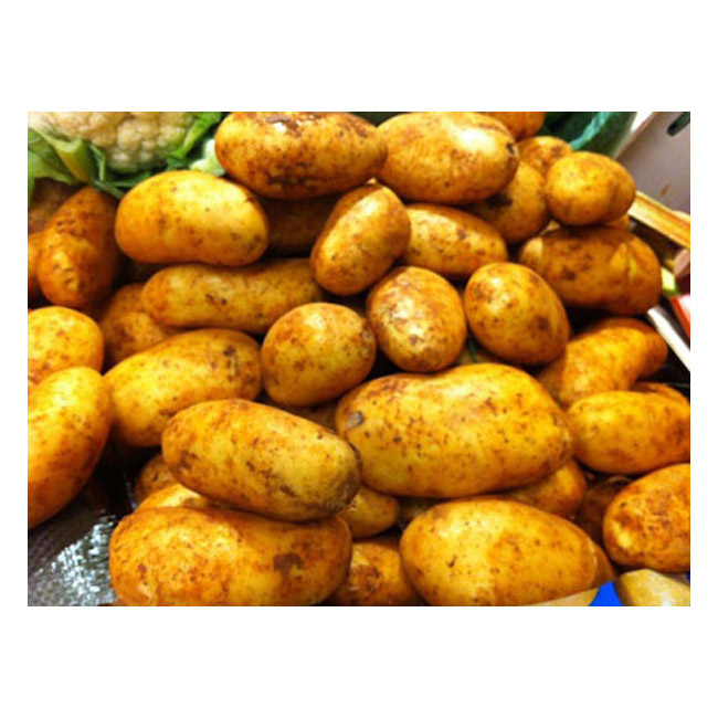 Cyprus Potato (500g)